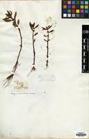 Image result for Bergia capensis