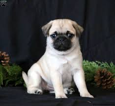 Click here to be notified when new pug puppies are listed. Pug Puppies For Sale Greenfield Puppies