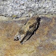 Image result for Millettia sp. B (Fanshawe 8569)