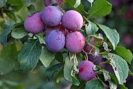 Most fruit trees will span about 15 feet in diameter. Best Fruits To Grow In Texas North Texas Fruits Trees