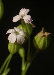 Image result for Silene abyssinica