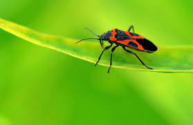 Assassin bug from the philippines what s that bug. Milkweed Bug Information Are Milkweed Bugs Harmful