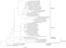 Image result for Afrobrunnichia erecta