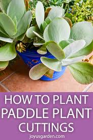Cut the offsets off from the main stem with a sharp, sterile knife. How To Plant Paddle Plant Cuttings Flapjacks Kalanchoe Joy Us Garden