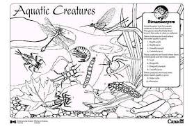 Stream team superstars coloring book. Streamkeepers Placemats And Colouring Sheets