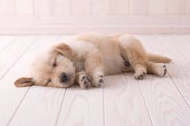 Golden Retriever Sleeping On Floor By Mixa
