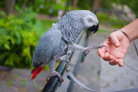 Fun Parrots The Easy Way African Grey Parrot Parrot African Grey