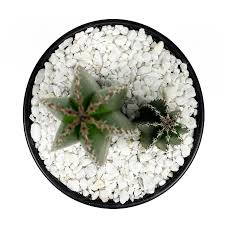 Image result for Stenostelma capense