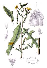 Image result for Lactuca setosa