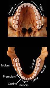 How many sets of teeth does a human have? Dentition An Overview Sciencedirect Topics