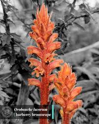 Image result for Orobanchaceae
