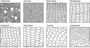 One Of My Wonderful Students Sent This Great List Of Scale Types Scale Drawing Animal Drawings Snake Drawing