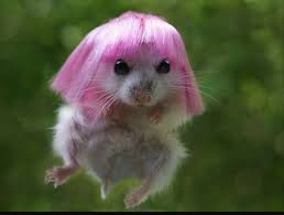 Pink Adorable Pop Star Animal Funny Hamsters Cute Animals Cute Baby Animals