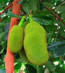 Image result for Artocarpus heterophyllus