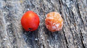 Wilder Genuss Im Herbst Kandierte Vogelbeeren Mit Liebe Gemacht In 2020 Kandieren Beeren Genuss