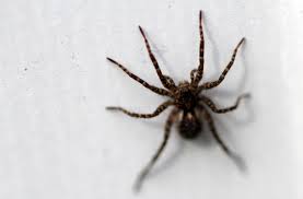 Do spiders get in your house no matter what you do? How Long Do House Spiders Live Catch It Ltd