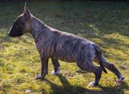 Puppy Growth Chart Neo Bull Terrier Male