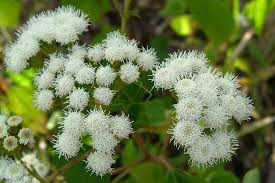 Image result for Ageratinastrum