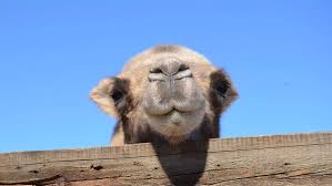 Image result for camel
