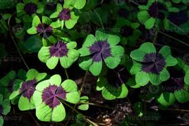 Image result for Oxalis tetraphylla