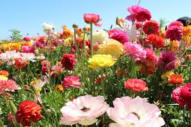 We did not find results for: Fiori Estivi Blog Floraqueen It