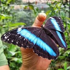 Beautiful Blue Morpho Butterfly An Icon Of The Amazon At The Pilpintuwasi Butterfly Farm And Animal Blue Morpho Butterfly Animal Rescue Center Blue Morpho