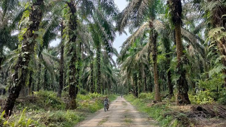 Dugaan KKN di Program Peremajaan Sawit Rakyat Koperasi Sahata Maju Bersama Disorot
