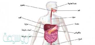 يتحقق الاتزان الداخلي عندما يمتص الماء من الطعام غير المهضوم في موسوعة نت