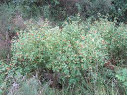 Image result for Searsia squalida