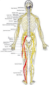 Pin On Sciatica Remedies