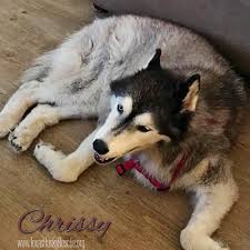 Yes, u can log on to the site of network provider, like idea for idea.com etc, register his phone. Texas Husky Rescue