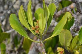 Image result for Lannea schimperi