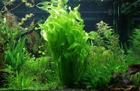 Image result for Ottelia ulvifolia