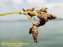 Image result for Schoenoplectus sp.no.1