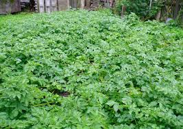 Wann du kartoffeln im garten anbauen kannst, hängt von der sorte der kartoffel ab. Fruhkartoffelanbau Teil 3 Reihenabstand 40cm Zeilenabstand Abstand Beim Legen Pflanzen In Der Reihe