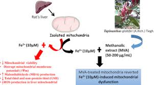 Image result for Tapinanthus dependens