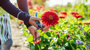 The Most Exciting Seeds in Gardening Catalogs This Year | Lifehacker