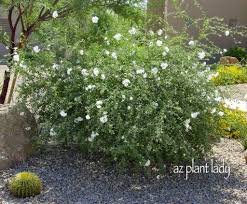 Here at evergreen flowers in tucson we offer beautiful and original floral and gift options. Shrub Archives Desert Gardening 101