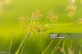 Image result for Cyperus difformis
