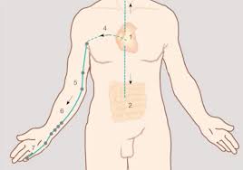 Bow Arrow Meridian Exercise For A Strong Heart