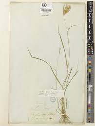 Image result for Chloris pilosa