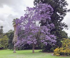 With its royal symbolism, shades of purple are sure to add some elegance to your garden! Purple Flowering Tree Identification From The Royal Botanic Gardens In Melbourne Anyone Know What Kind Of Tree This Is Thanks Arboriculture