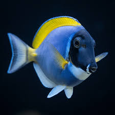 Powder Blue Tang Care Guide | Top Shelf Aquatics