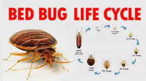 These areas include apartments, shelters, rooming houses, hotels, cruise ships, buses, trains, and dorm rooms. What Do Baby Bed Bugs Look Like Colors Size Bites 7 Ways To Kill