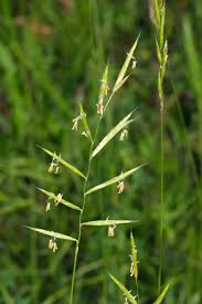 Image result for Sacciolepis rigens