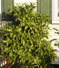 Image result for Aucuba