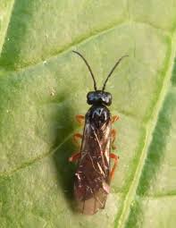 Image result for Tragia glabrata