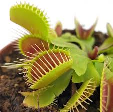 Vorallem vertragen sie im winter aber kühle bis kalte temperaturen. Dionaea Muscipula Flexx Venusfliegenfalle Kaufen Fangblatt Karnivorenshop