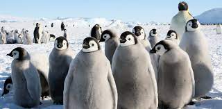 The evolutionary history of penguins is an issue that still intrigues researchers. Was Penguin Evolution Driven By A Cooling Antarctic