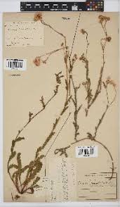 Image result for Nidorella pinnata